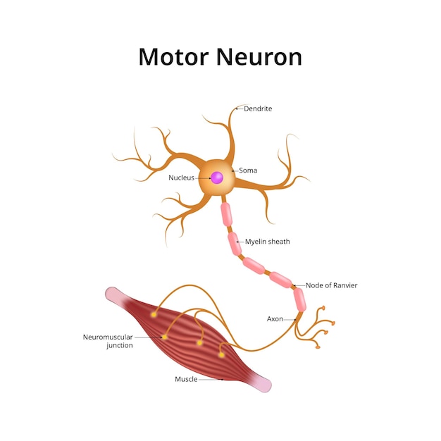 Illustration vectorielle du neurone moteur Nucleus Soma Dendrite Gaine de myéline Node de l'axone de Ranvier