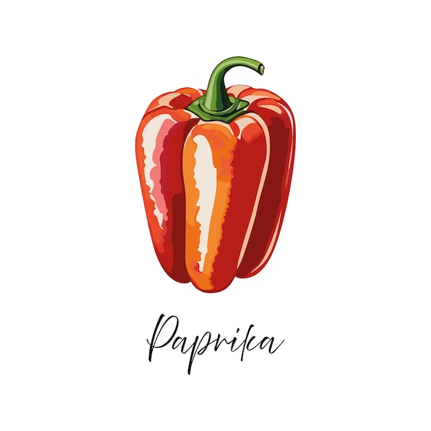 Vecteur illustration vectorielle du paprika