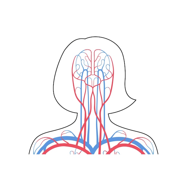 Vecteur illustration vectorielle du système circulatoire artériel et veineux humain. diagramme des vaisseaux sanguins du cerveau