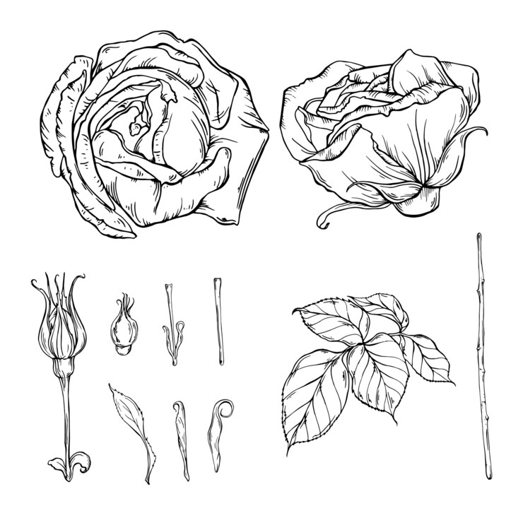 Illustration vectorielle fermée rose