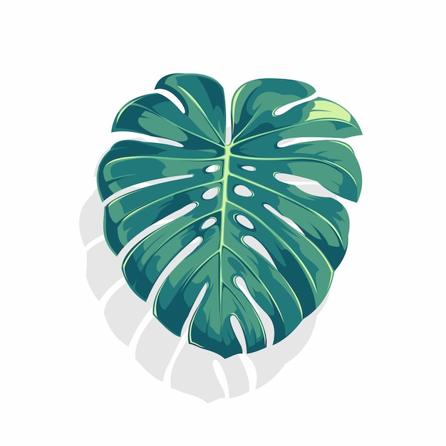 Une illustration vectorielle de la feuille de monstera