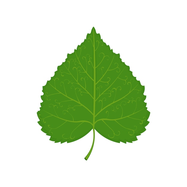 Illustration vectorielle de feuille de tilleul vert isolée sur fond blanc