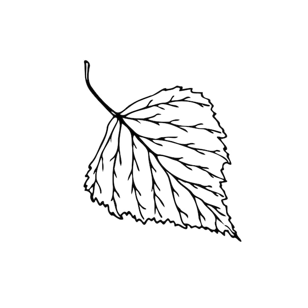 Vecteur illustration vectorielle de feuilles de bouleau dessinée à la main dans le style de l'art en ligne isolée sur un fond blanc