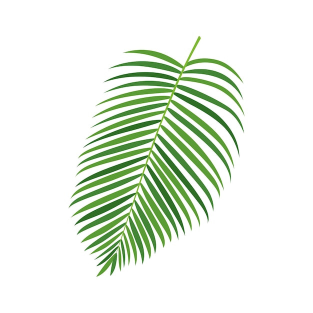 Illustration vectorielle de feuilles de palmier vert Élément de conception de plantes tropicales