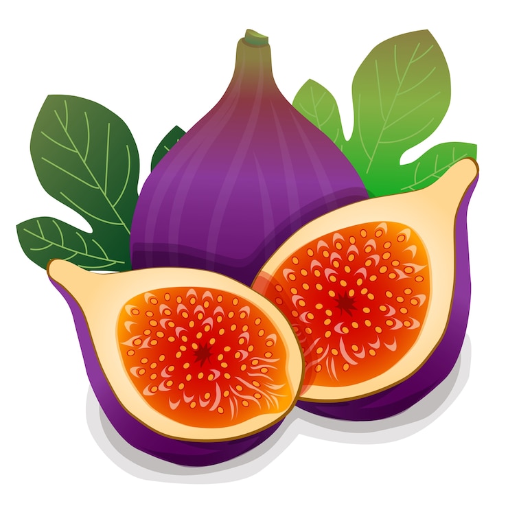 illustration vectorielle de figue