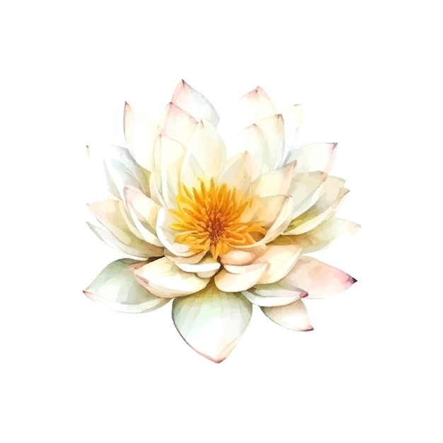 Illustration Vectorielle De Fleur De Lotus Blanc Aquarelleisolé Sur Fond Blanc