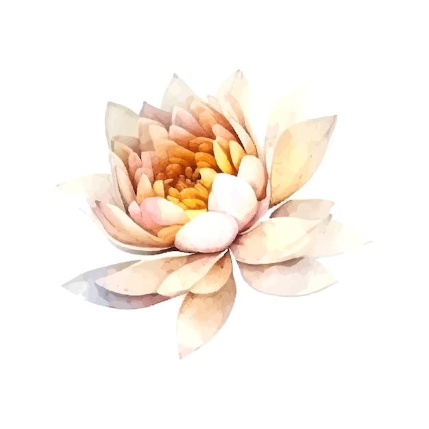 Illustration Vectorielle De Fleur De Lotus Blanc Aquarelleisolé Sur Fond Blanc