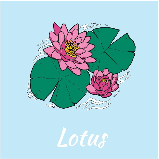 Illustration Vectorielle De Fleur De Lotus Colorée