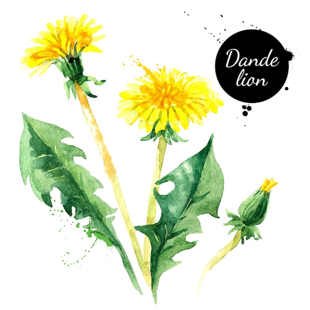 Illustration vectorielle de fleur de pissenlit aquarelle dessinés à la main Herbes botaniques croquis peints isolés sur fond blanc xA