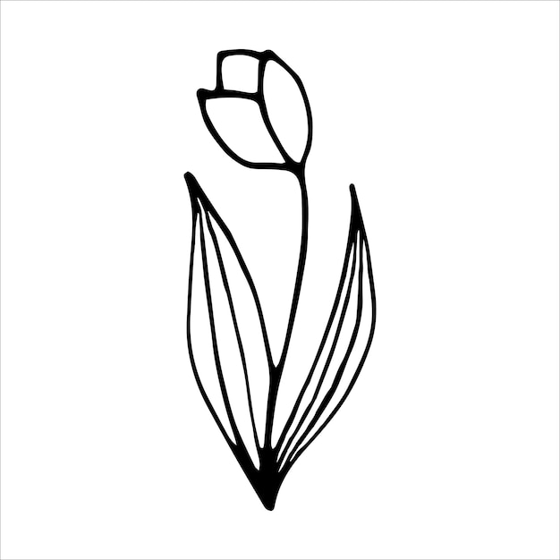 Vecteur illustration vectorielle de la fleur de tulipes isolée sur un fond blanc