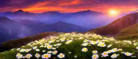 Vecteur illustration vectorielle des fleurs de camomille blanches et de l'herbe sur les collines sur fond de montagnes et d'une