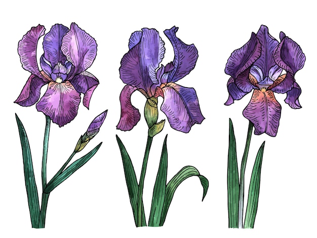 Vecteur illustration vectorielle de fleurs d'iris, ensemble floral dessiné à la main