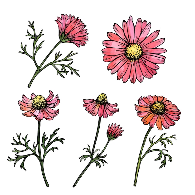 Illustration vectorielle de fleurs de marguerite, ensemble floral dessiné à la main