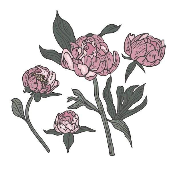 Illustration Vectorielle De Fleurs De Pivoine Dessinée à La Main Couronne Florale Carte Florale Botanique Sur Fond Blanc