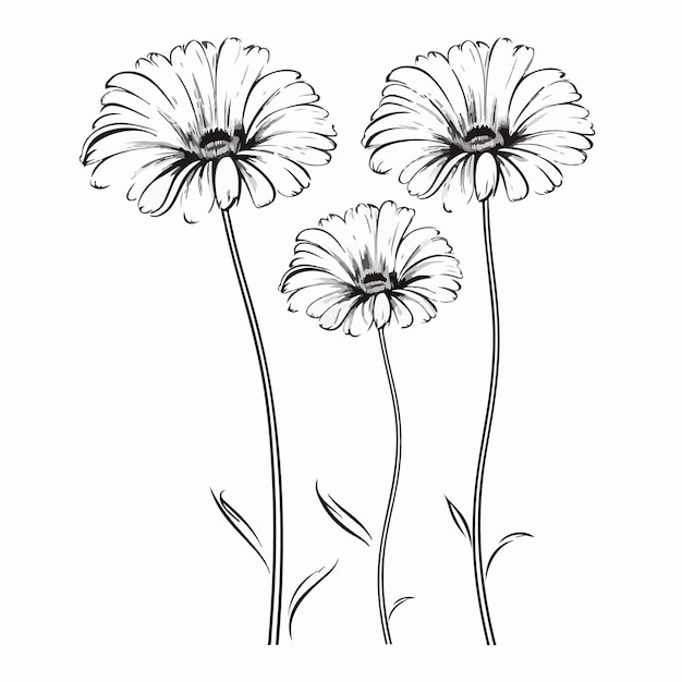 Illustration Vectorielle Frappante De Gerbera Adaptée à L'impression