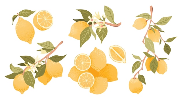 Vecteur illustration vectorielle de fruits citron mignon ensemble de composition de citrons isolé sur fond blanc icônes