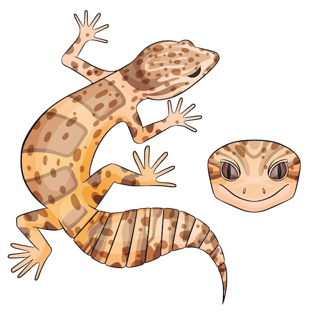 Vecteur illustration vectorielle d'un gecko léopard eublepharis bell albinos