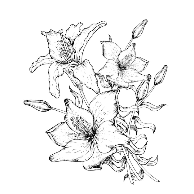 Illustration vectorielle graphique des bourgeons et des pétales d'un lis dessin à la main en noir et blanc