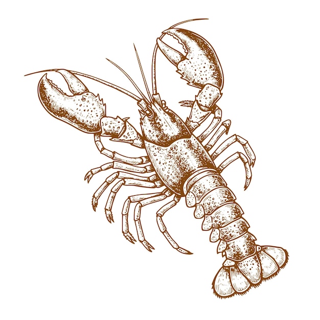 Illustration vectorielle de gravure d'animaux marins de homard Dessin à l'encre de homard