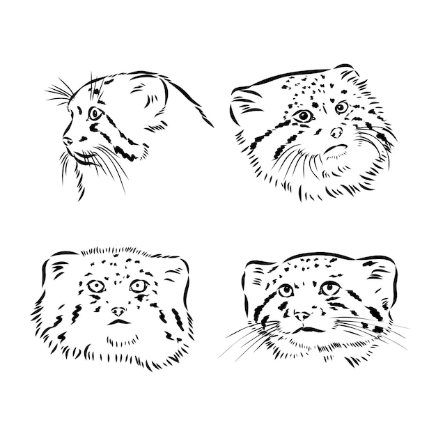 Illustration Vectorielle De Gravure De Croquis De Chat De Manul Pallas Imitation De Planche à Gratter Image Dessinée à La Main En Noir Et Blanc