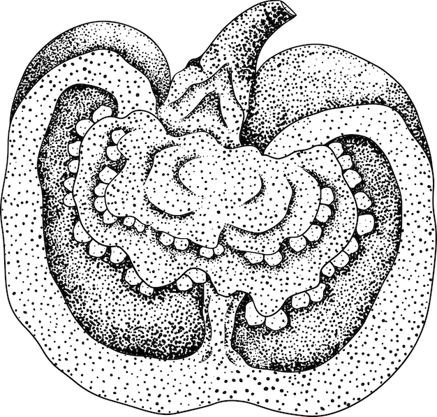 Illustration Vectorielle De Gravure à La Main De Différents Types De Poivre