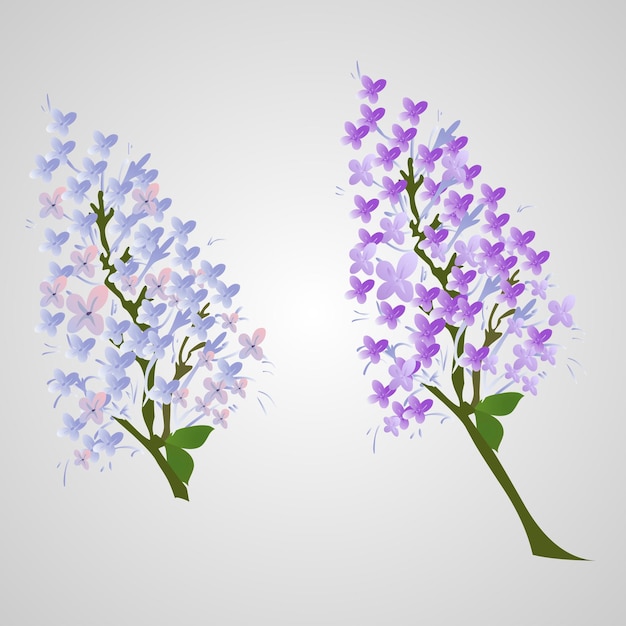 Illustration Vectorielle Isolé Lilas