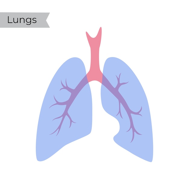 Illustration vectorielle isolée du poumon