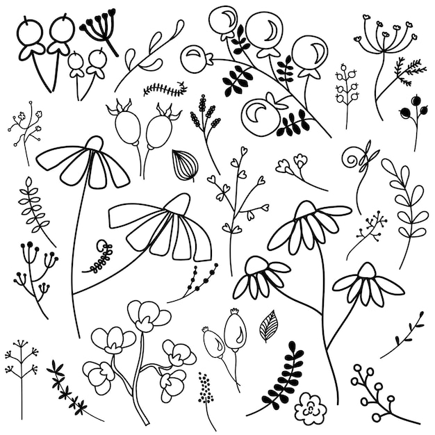 Illustration Vectorielle Isolée Sur Fond Clair Main Dessiner Doodle Fleurs Tisane Et Baies