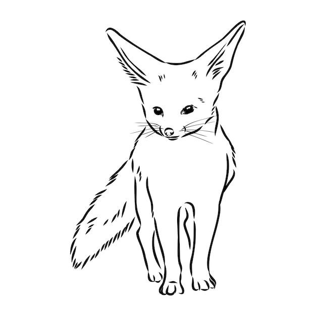 Illustration Vectorielle D'un Jeune Renard Fennec Marchant Croquis Vectoriel Renard Fenek