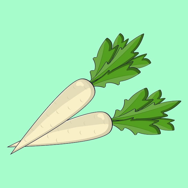 Vecteur illustration vectorielle d'un légume de radis avec des feuilles vertes salade riche en nutriments