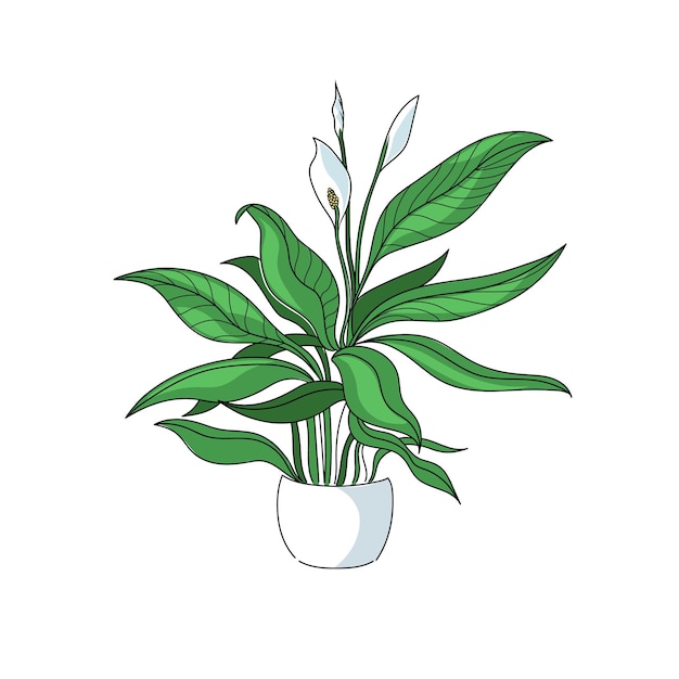 Vecteur illustration vectorielle ligne de dessin spathiphyllum de plante d'origine avec couleur