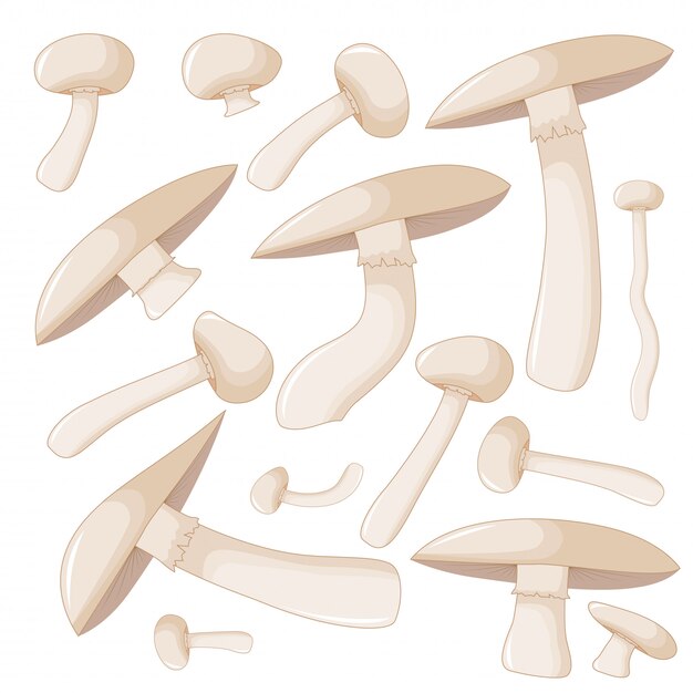 Illustration Vectorielle Mignon De Champignon Sur Fond Blanc