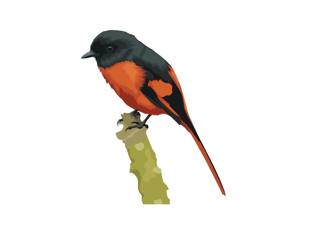 Vecteur illustration vectorielle minivet