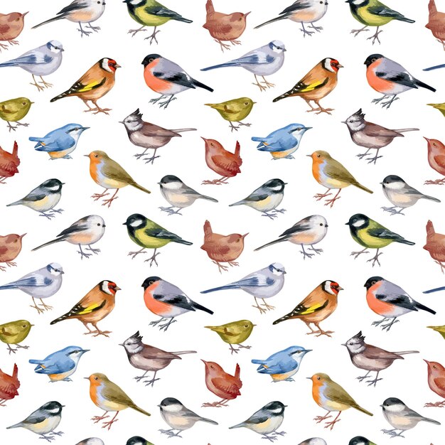 Vecteur illustration vectorielle de modèle sans couture avec des oiseaux forestiers