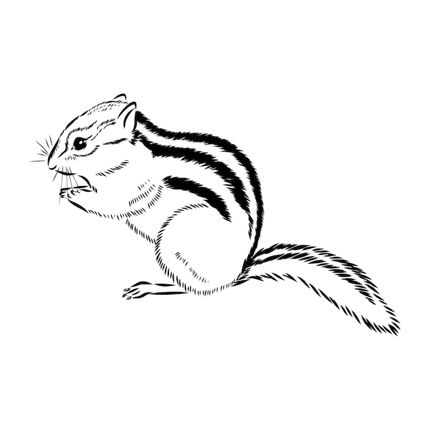 Illustration Vectorielle Noir Et Blanc Chipmunk Dessinés à La Main Dans Un Style Rétro