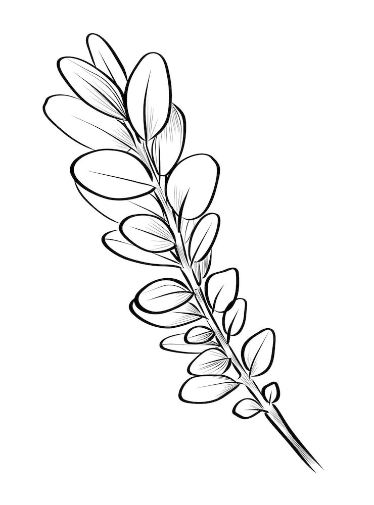 Vecteur illustration vectorielle en noir et blanc dessinée à la main des branches de bois de boxe