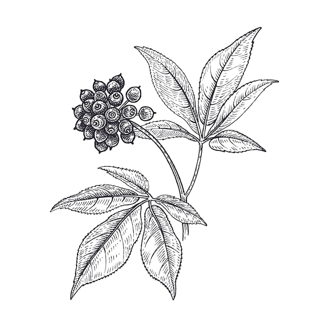 Illustration Vectorielle Noir Et Blanc De L'usine Médicale De Fleur De Ginseng Sibérien