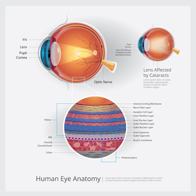 Illustration Vectorielle D'oeil Humain Anatomie