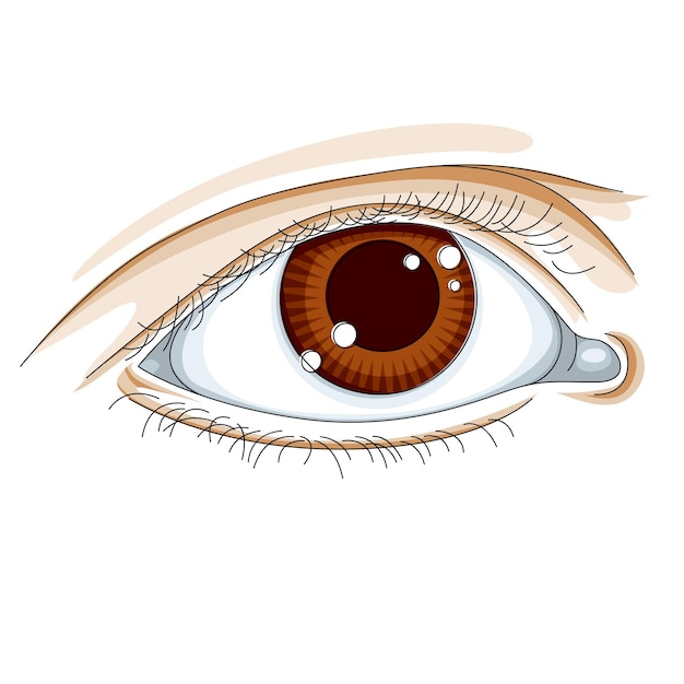Illustration vectorielle de l'œil humain isolée sur fond blanc.