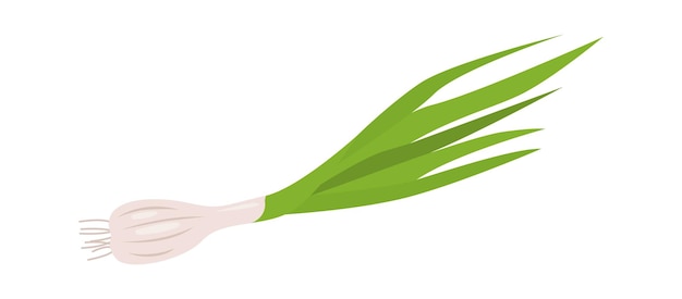 Illustration Vectorielle D'oignons Verts Aux Herbes Et Aux épices