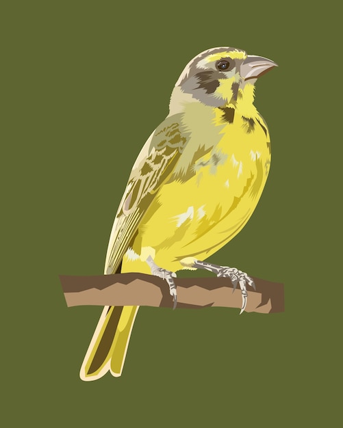 illustration vectorielle oiseau canari burung kenari