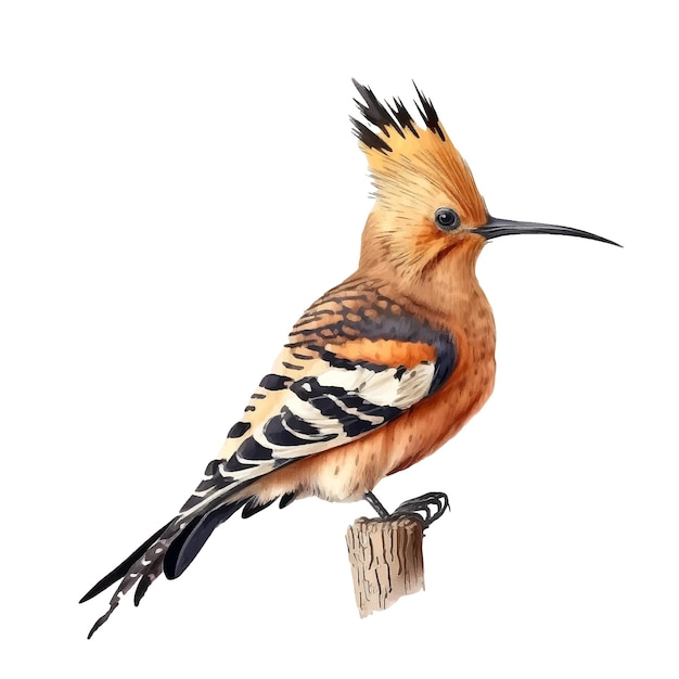 Illustration vectorielle d'oiseau huppe