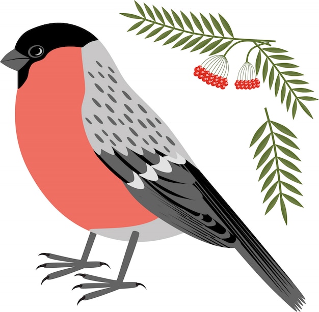 Vecteur illustration vectorielle d'oiseau de noël bouvreuil