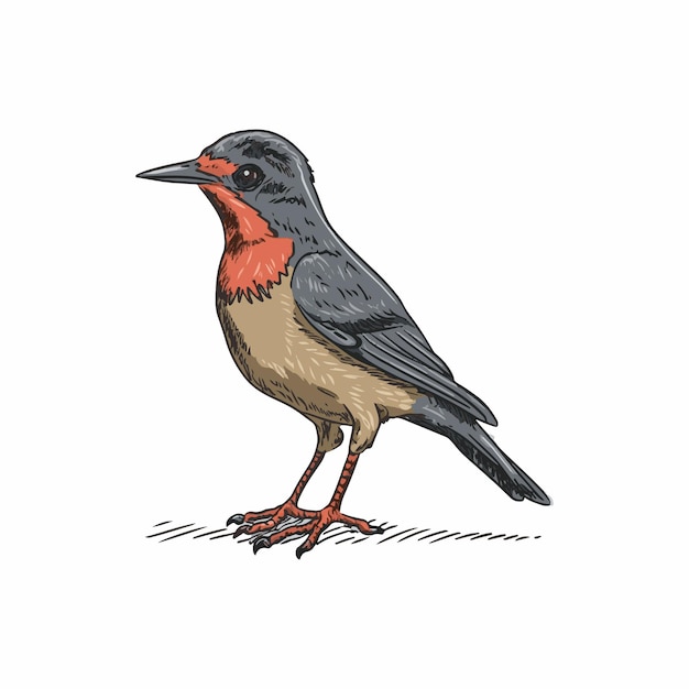 Illustration Vectorielle D'oiseau