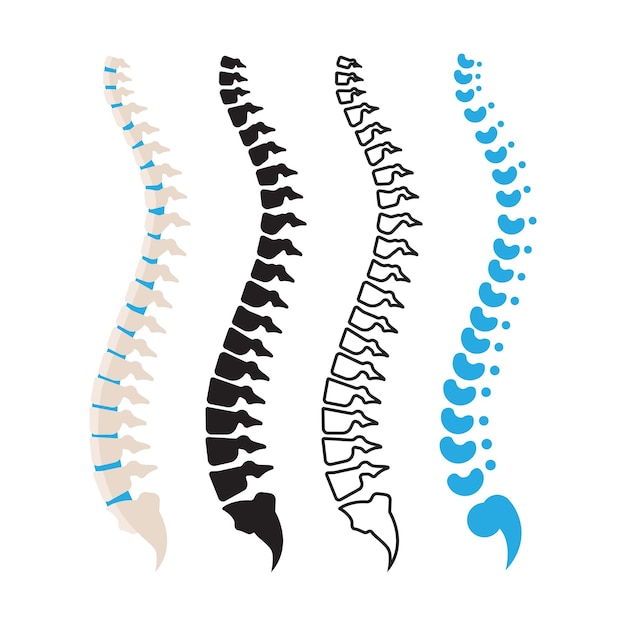Illustration vectorielle de l'os de la colonne vertébrale humaine
