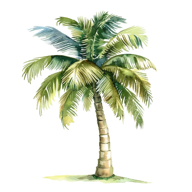 Vecteur illustration vectorielle d'un palmier à l'aquarelle