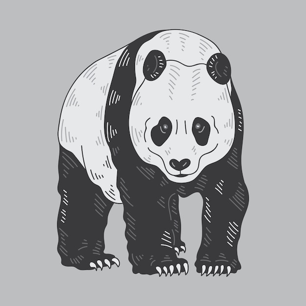 Illustration Vectorielle De Panda