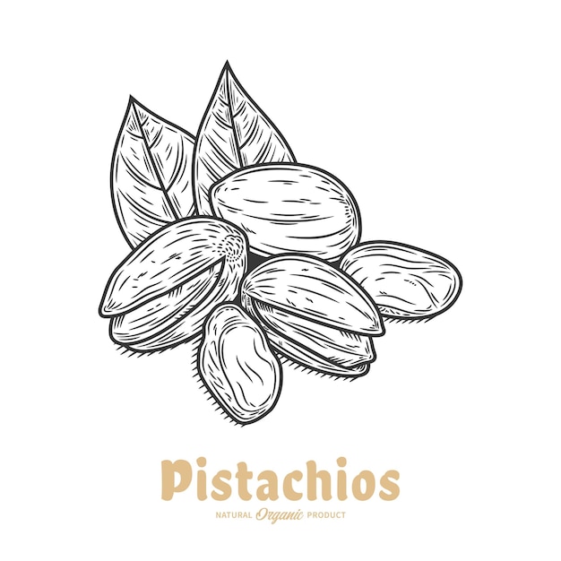 Vecteur illustration vectorielle de la pistache grains de pistache coquilles et feuilles