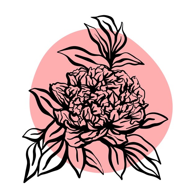 Vecteur illustration vectorielle de pivoine fleur dessinés à la main. illustration moderne minimaliste. conception de cartes de vœux, invitations, réseaux sociaux