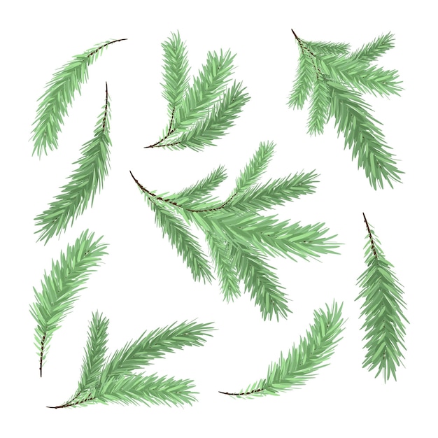 Illustration vectorielle plate des branches d'une branche de sapin de sapin de noël